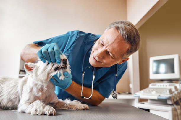 Best Emergency Dental Services for Seniors in Alto, TX
